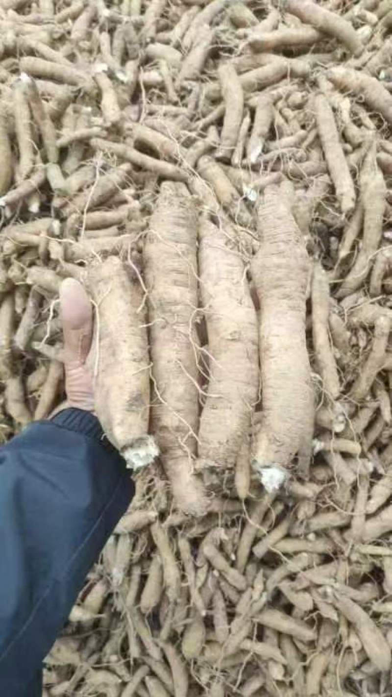 玄参芽段