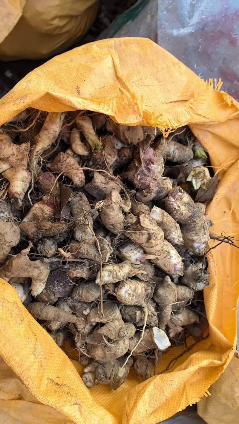 玄参芽段