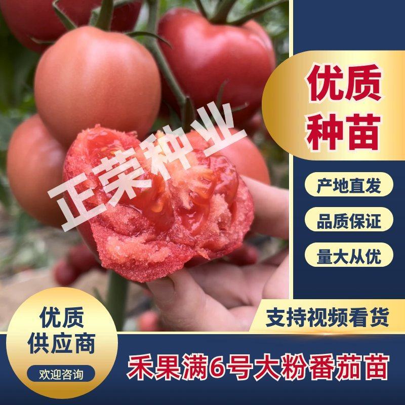 禾果满6号大粉番茄苗口感型西红柿苗抗线虫抗死棵耐低温性好