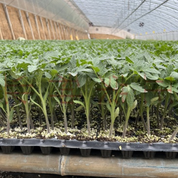 禾果满6号大粉番茄苗口感型西红柿苗抗线虫抗死棵耐低温性好