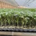 禾果满6号大粉番茄苗口感型西红柿苗抗线虫抗死棵耐低温性好