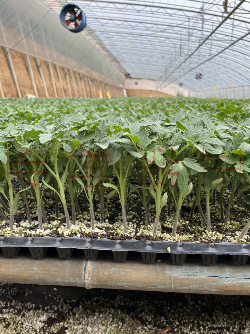 禾果满6号大粉番茄苗口感型西红柿苗抗线虫抗死棵耐低温性好