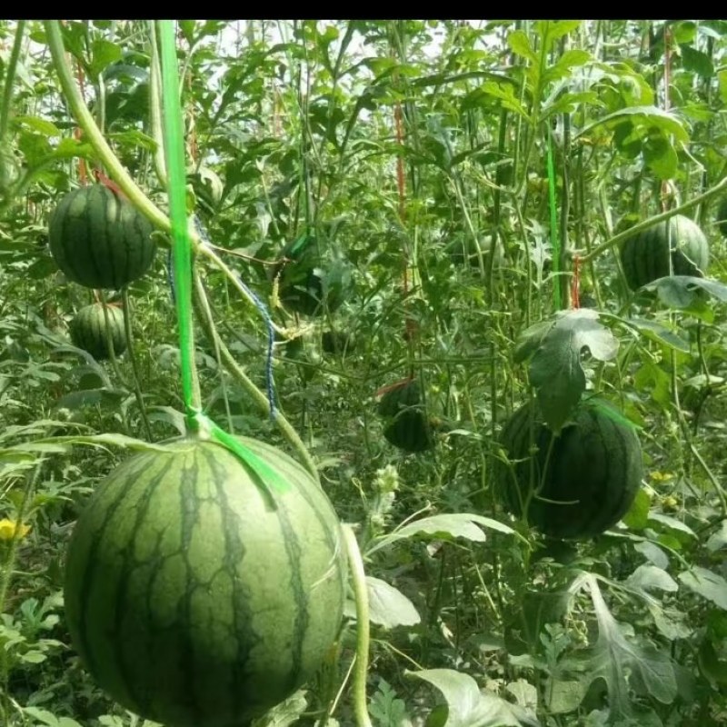 黄壤富硒西瓜即将上市了