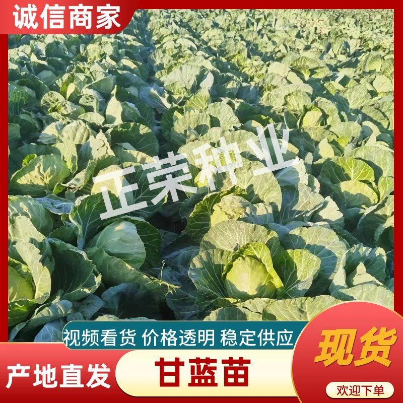正宗原包装泽鸿韩绿甘蓝苗松软型种植可直接咨询客服
