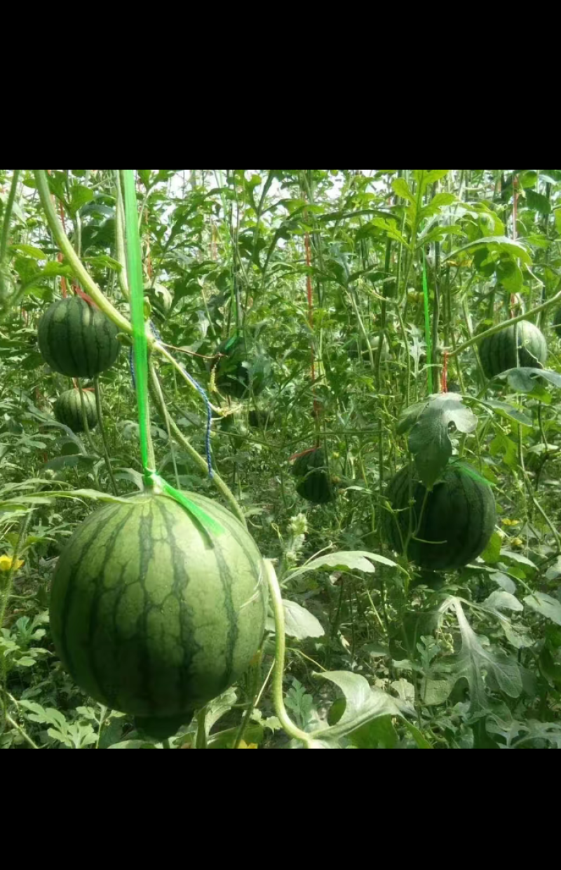 黄壤富硒西瓜即将上市了