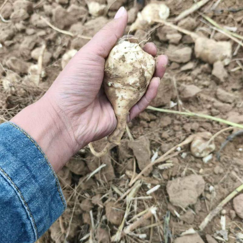 菊芋白心大量上市对接市场全国发货物美价廉
