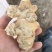菊芋白心大量上市对接市场全国发货物美价廉
