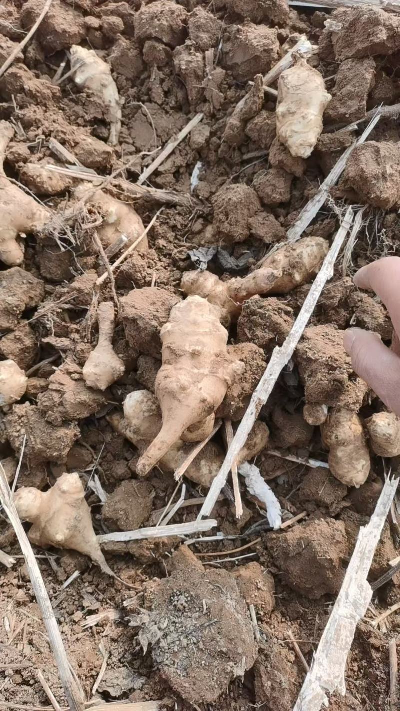 菊芋白心大量上市对接市场全国发货物美价廉