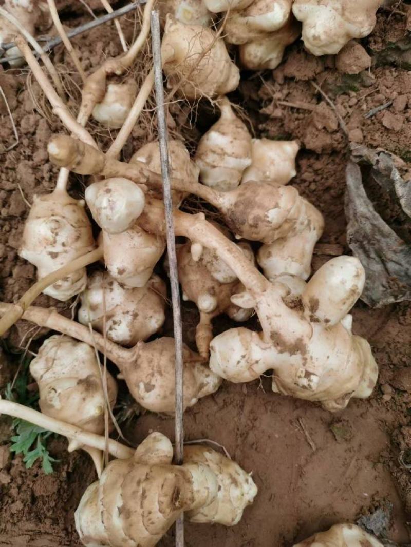 菊芋白心大量上市对接市场全国发货物美价廉