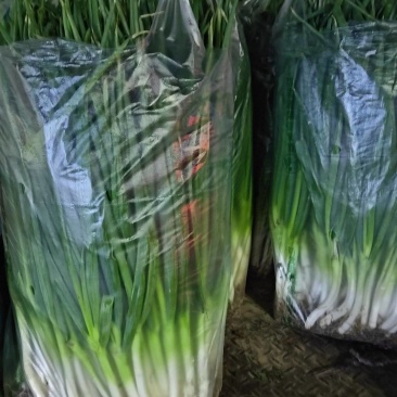 大葱分葱