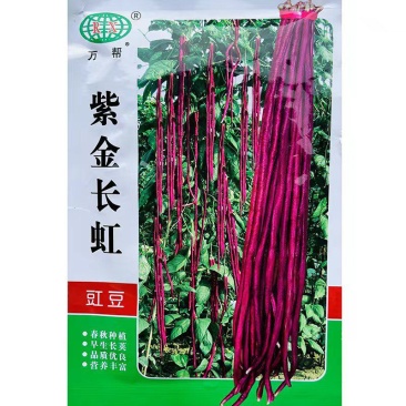 紫金长虹豇豆种子紫红长荚高产耐老抗病农家春秋播种精选豇豆