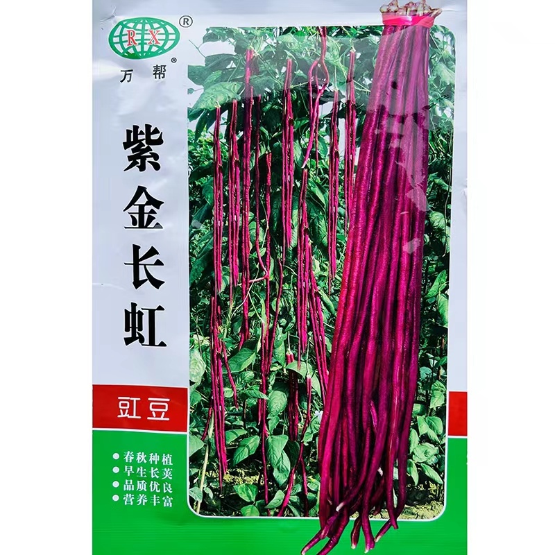 紫金长虹豇豆种子紫红长荚高产耐老抗病农家春秋播种精选豇豆