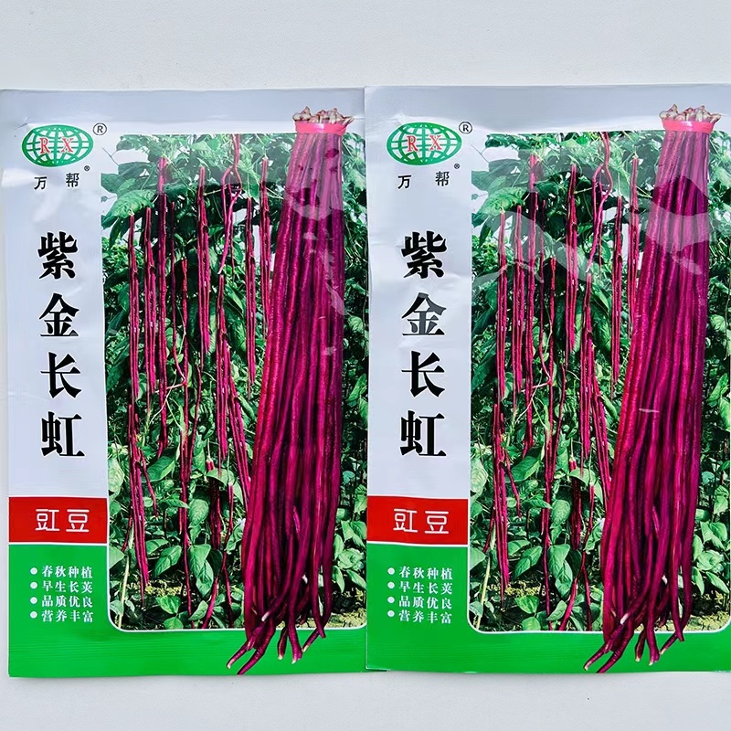 紫金长虹豇豆种子紫红长荚高产耐老抗病农家春秋播种精选豇豆