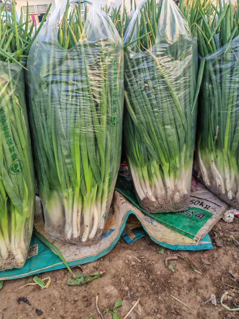 大葱分葱