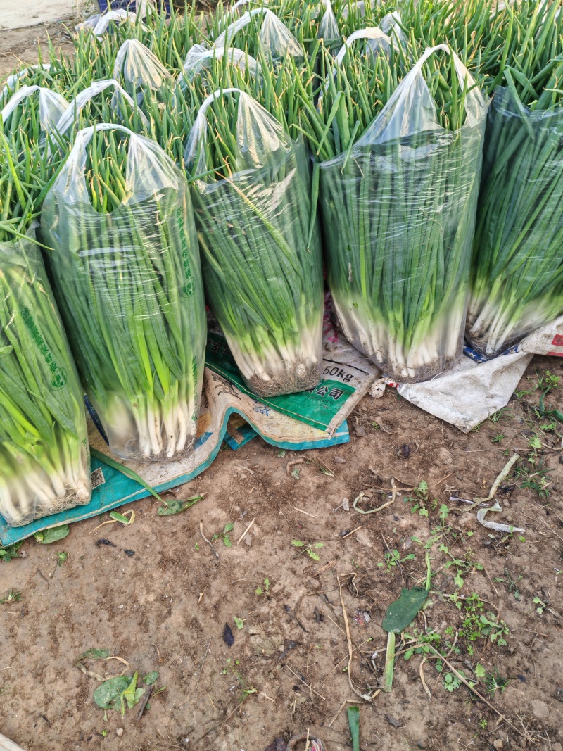 大葱分葱