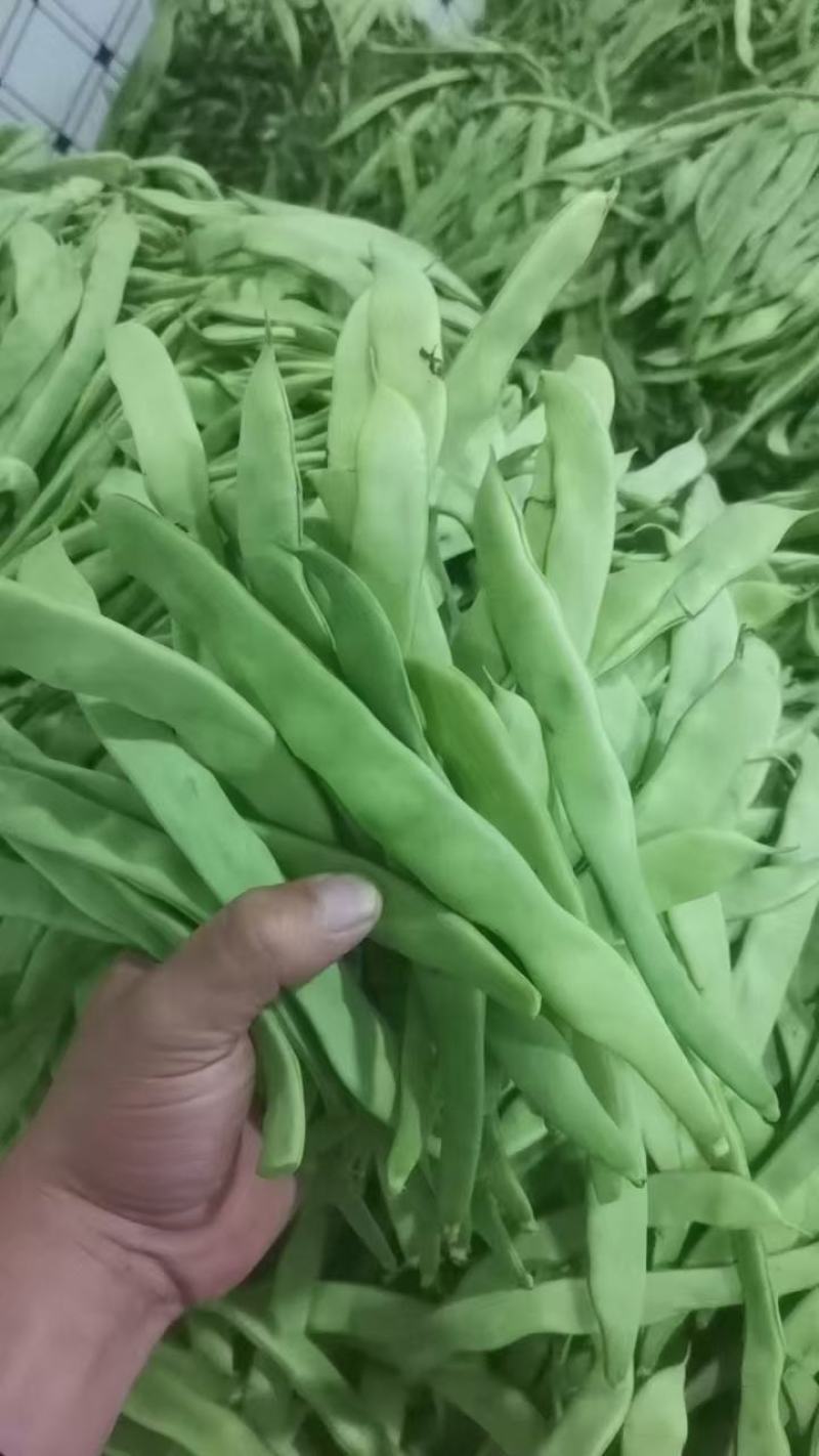 各种芸豆大量批发