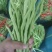 各种芸豆大量批发