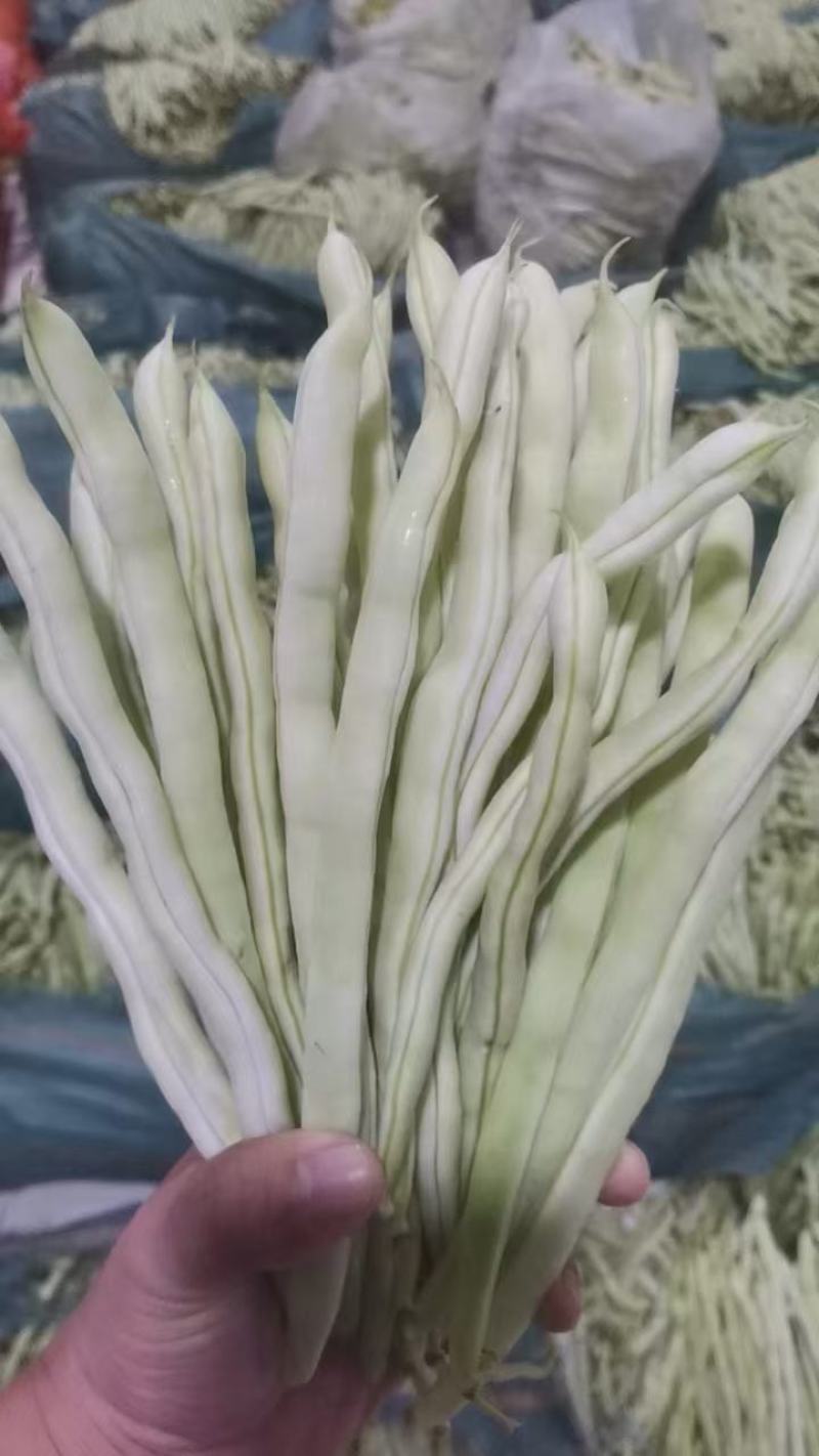 各种芸豆大量批发