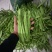 各种芸豆大量批发