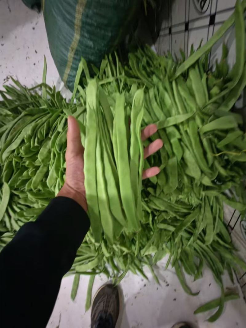 各种芸豆大量批发