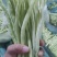 各种芸豆大量批发