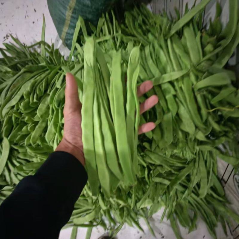 各种芸豆大量批发