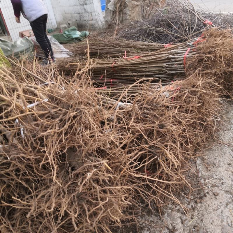 2公分桃树价格3公分4公分5公分7公分大桃树占地树