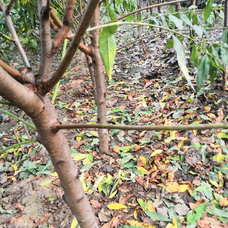 2公分桃树价格3公分4公分5公分7公分大桃树占地树