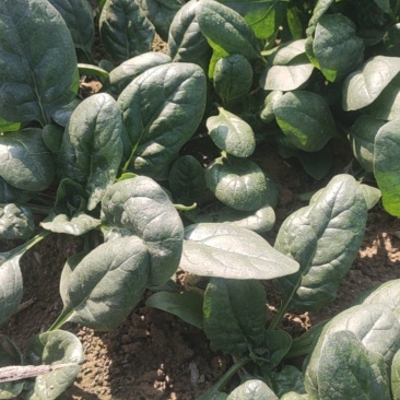黑圆叶菠菜产地直发货源充足量大从优欢迎咨询