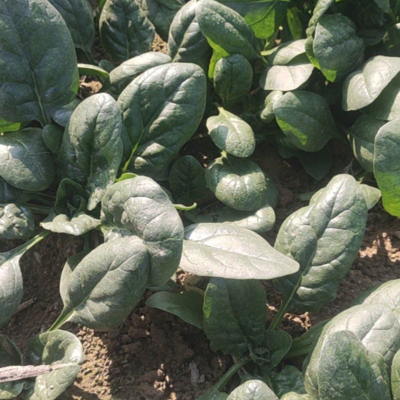 黑圆叶菠菜产地直发货源充足量大从优欢迎咨询