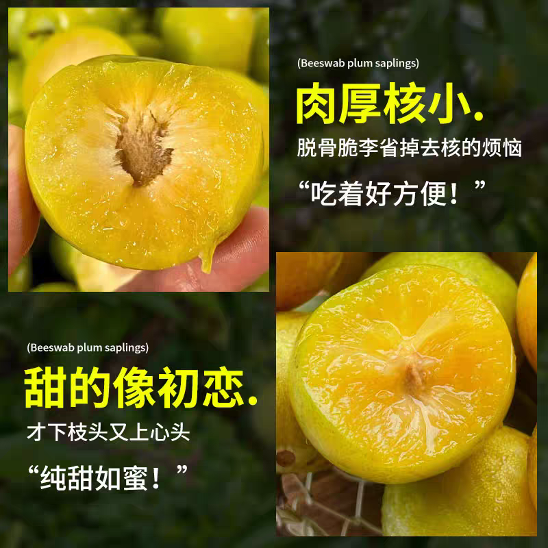 四川蜂糖李子苗，优质果树苗现货供应大量上市