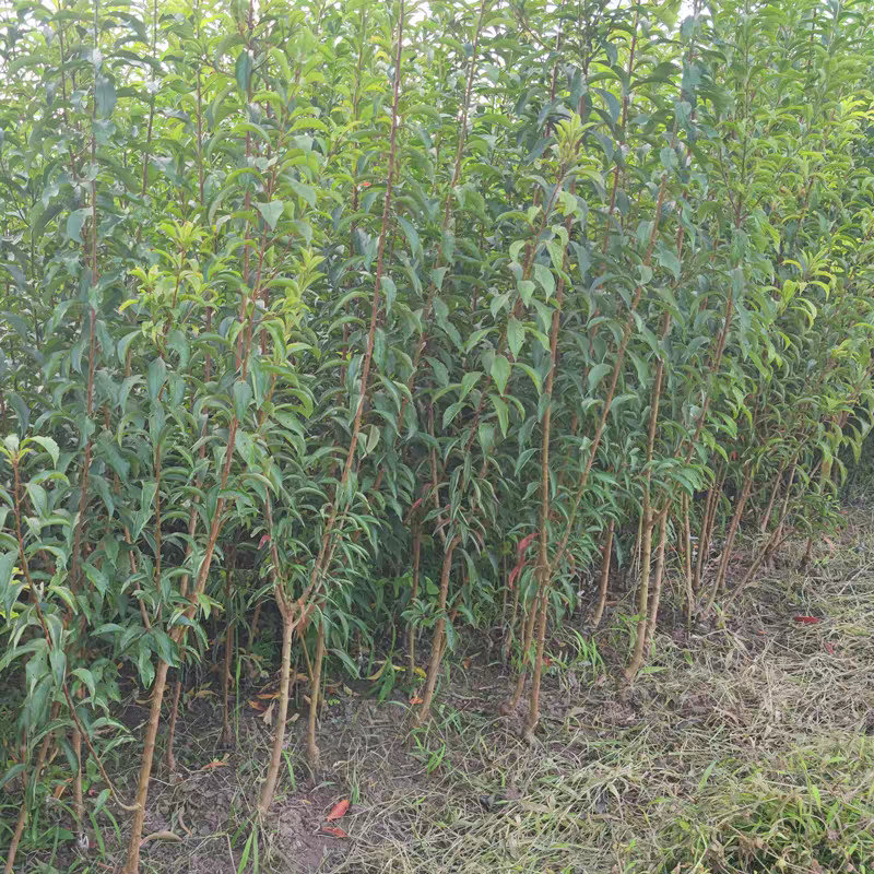 四川蜂糖李子苗，优质果树苗现货供应大量上市