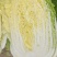 黄心大白菜上市中。