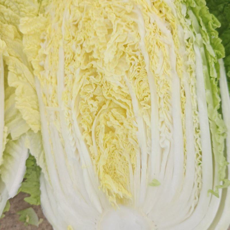 黄心大白菜上市中。