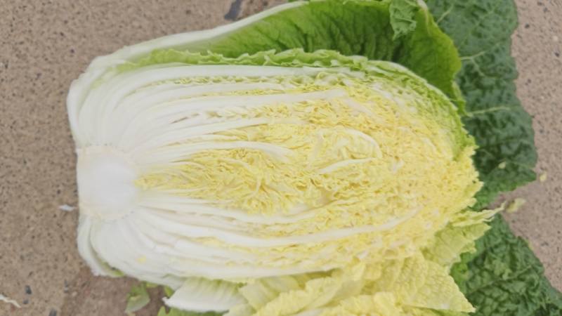 黄心大白菜上市中。