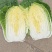 黄心大白菜上市中。