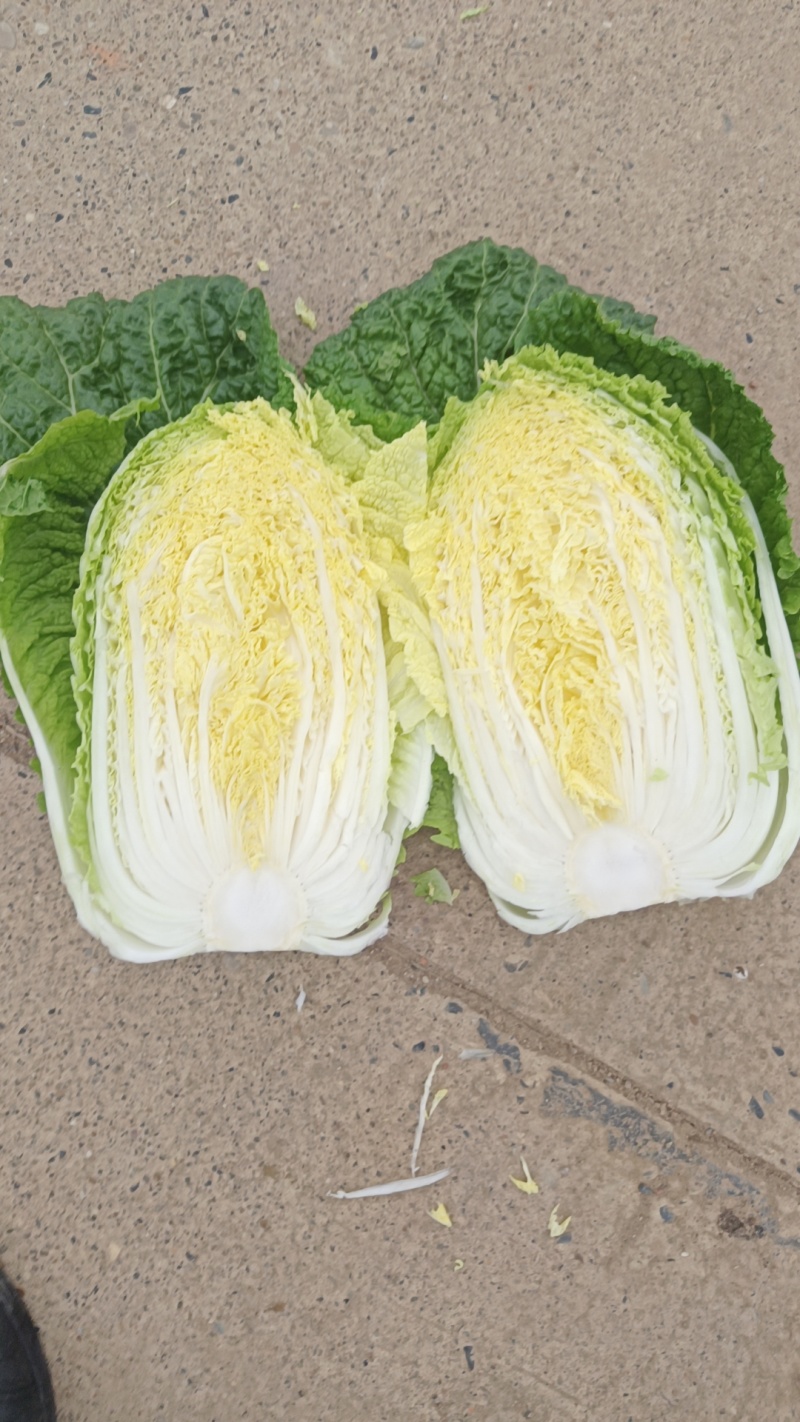 黄心大白菜上市中。