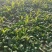 黑圆叶菠菜产地直发货源充足量大从优欢迎咨询