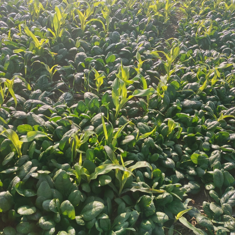 黑圆叶菠菜产地直发货源充足量大从优欢迎咨询