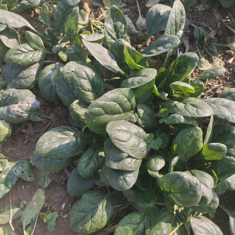黑圆叶菠菜产地直发货源充足量大从优欢迎咨询
