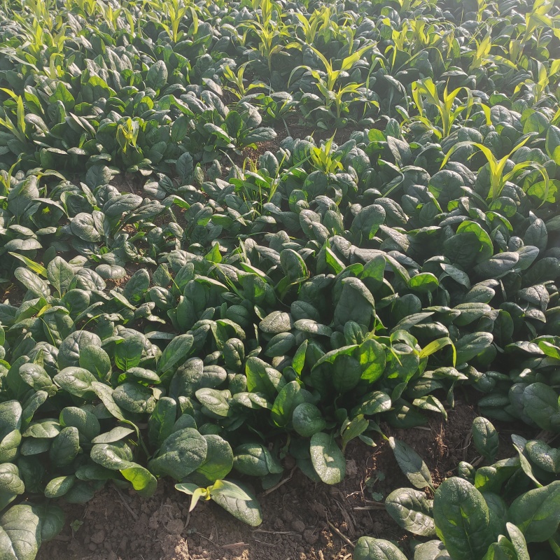 黑圆叶菠菜产地直发货源充足量大从优欢迎咨询