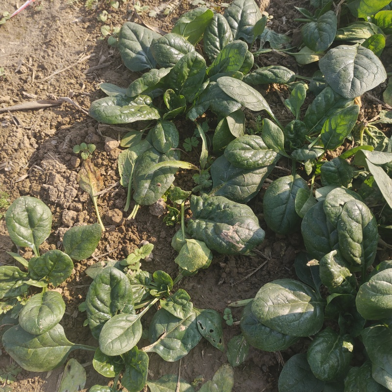 黑圆叶菠菜产地直发货源充足量大从优欢迎咨询