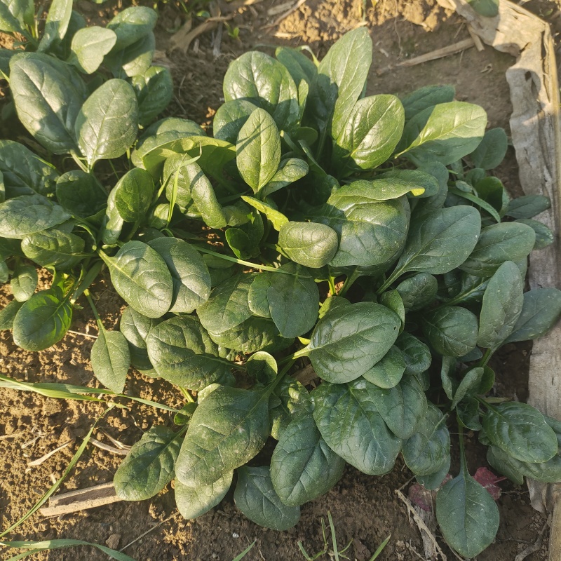 黑圆叶菠菜产地直发货源充足量大从优欢迎咨询