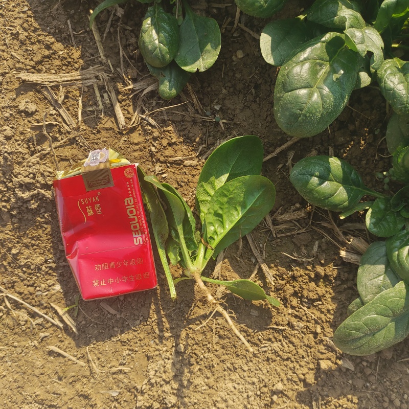 黑圆叶菠菜产地直发货源充足量大从优欢迎咨询