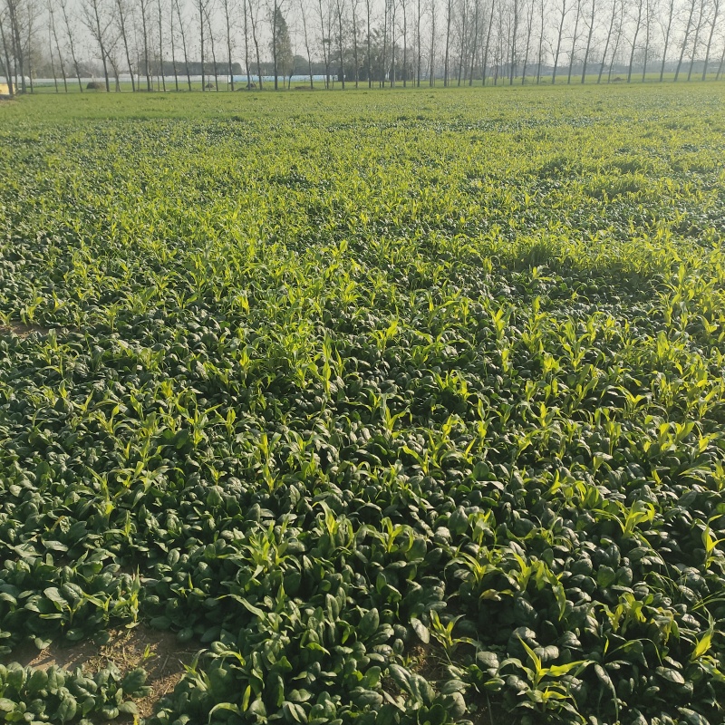 黑圆叶菠菜产地直发货源充足量大从优欢迎咨询