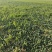 黑圆叶菠菜产地直发货源充足量大从优欢迎咨询