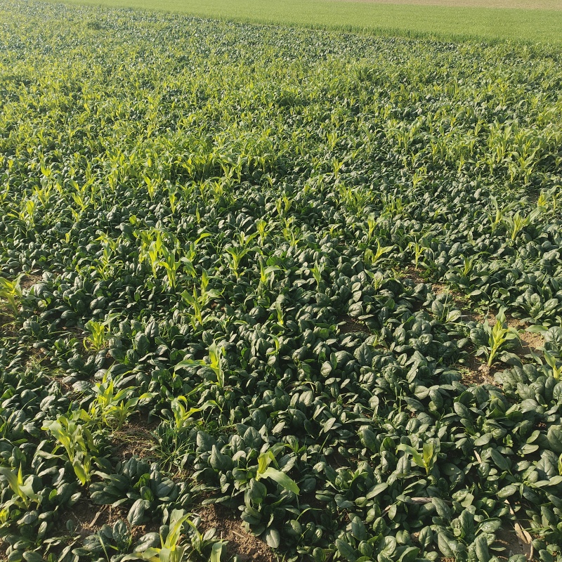 黑圆叶菠菜产地直发货源充足量大从优欢迎咨询