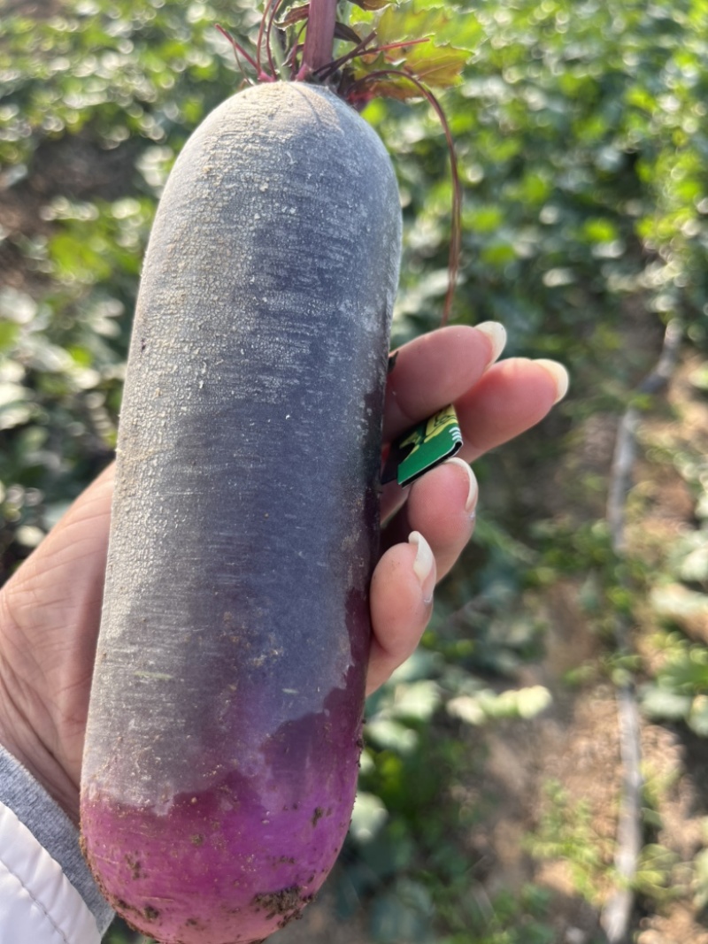 冰激凌萝卜冰淇淋萝卜大量有货产地货源