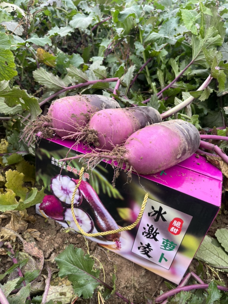 冰激凌萝卜冰淇淋萝卜大量有货产地货源