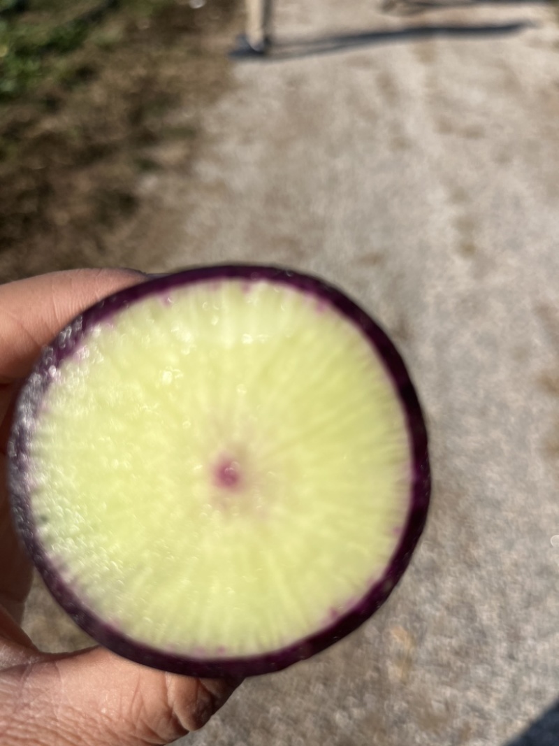 冰激凌萝卜冰淇淋萝卜大量有货产地货源